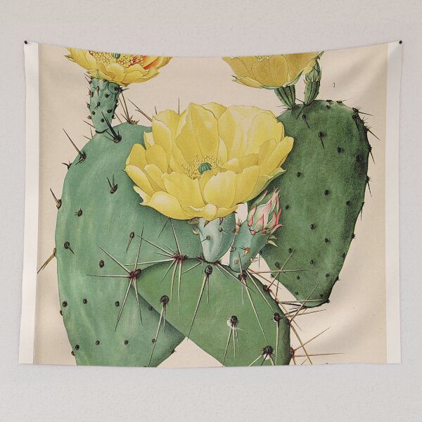 Item preview, Vintage botanical illustration - The Cactaceae - Britton and rose plate 25  designed and sold by Gardenlibrary.