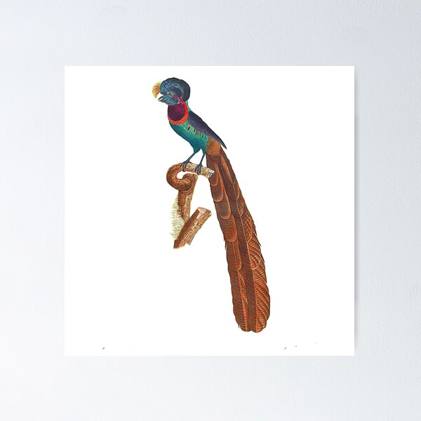 Item preview, Copie de Bird-of-paradise designed and sold by Photopicture.