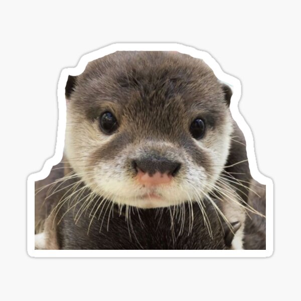 Stickers Sur Le Theme B C3 b C3 Loutre Redbubble