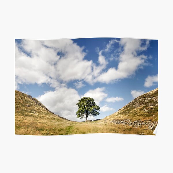Sycamore Gap, Hadrian's Wall Poster