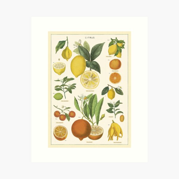 Honey Bee & Lemon Nursery Home Decor Art Print Printable Citrus