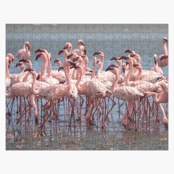Rompecabezas Flamingos Bailando 1000 piezas