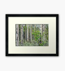 Glade Framed Print