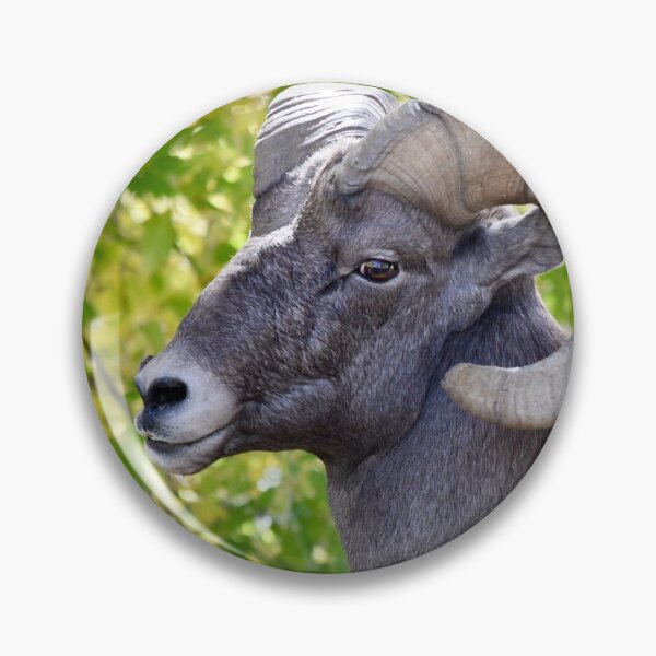 Item preview, Colorado Bighorn Sheep designed and sold by richardbryce.