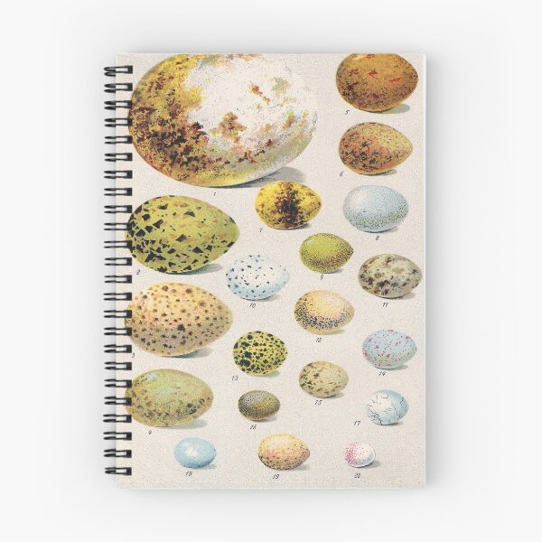 Item preview, Vintage french biology illustration - Quillet - Oeufs d'oiseaux designed and sold by Gardenlibrary.