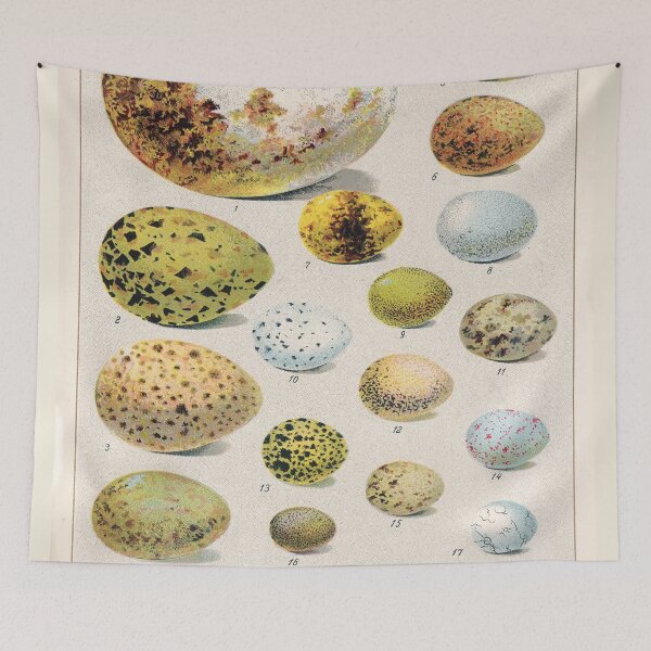 Item preview, Vintage french biology illustration - Quillet - Oeufs d'oiseaux designed and sold by Gardenlibrary.
