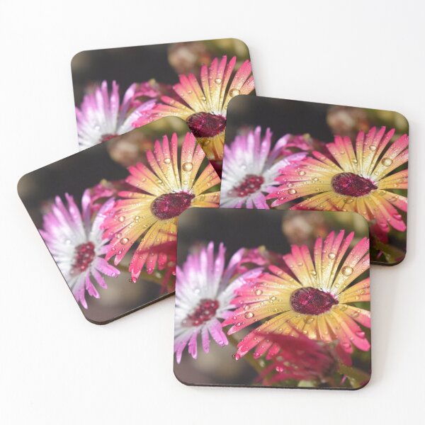 Item preview, Raindrop livingstone daisy designed and sold by Duane Evans.