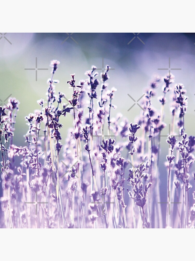 Purple summer field, lavender by ColorsHappiness