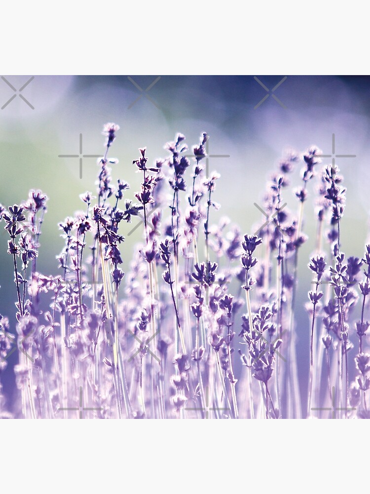 Purple summer field, lavender by ColorsHappiness