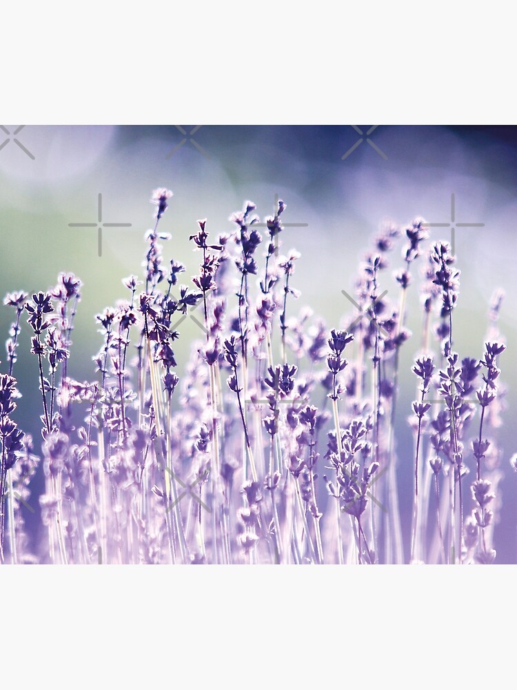 Purple summer field, lavender by ColorsHappiness