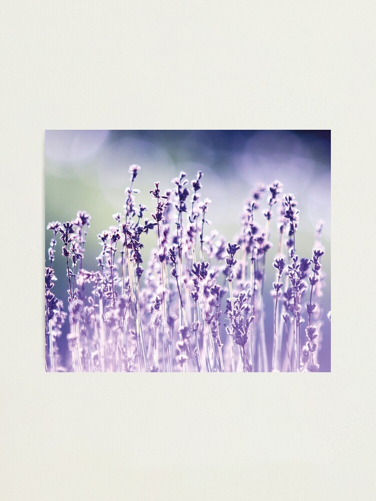 Alternate view of Purple summer field, lavender Photographic Print