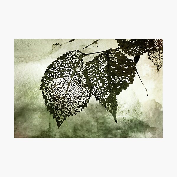 Still Together Photographic Print