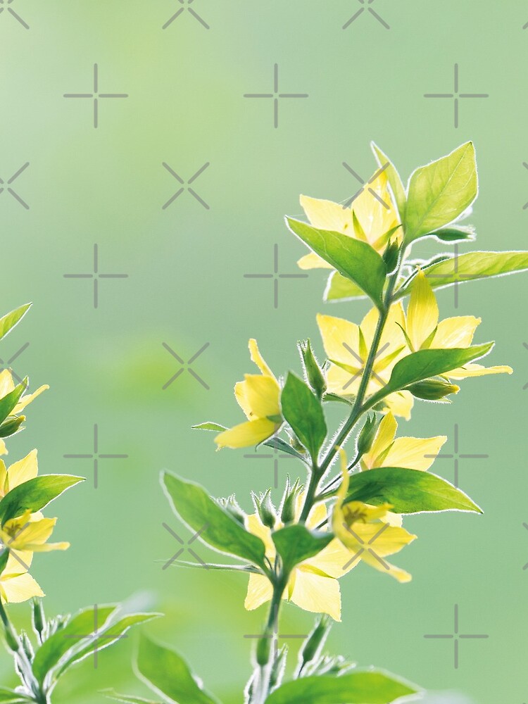 Fresh green botanicals by ColorsHappiness