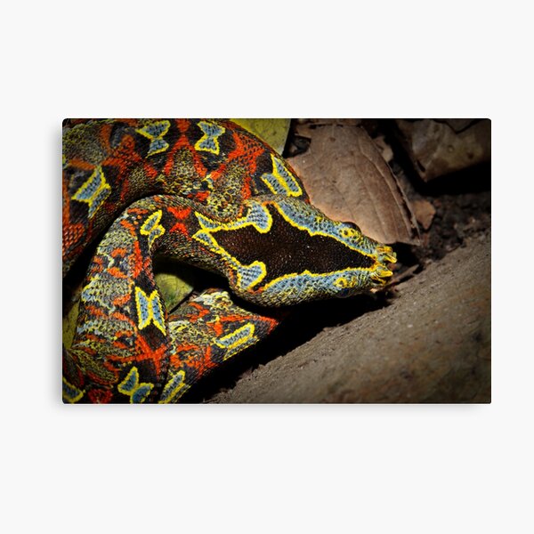 Item preview, Rainbow Rhinoceros Viper designed and sold by ReptileAmphibia.