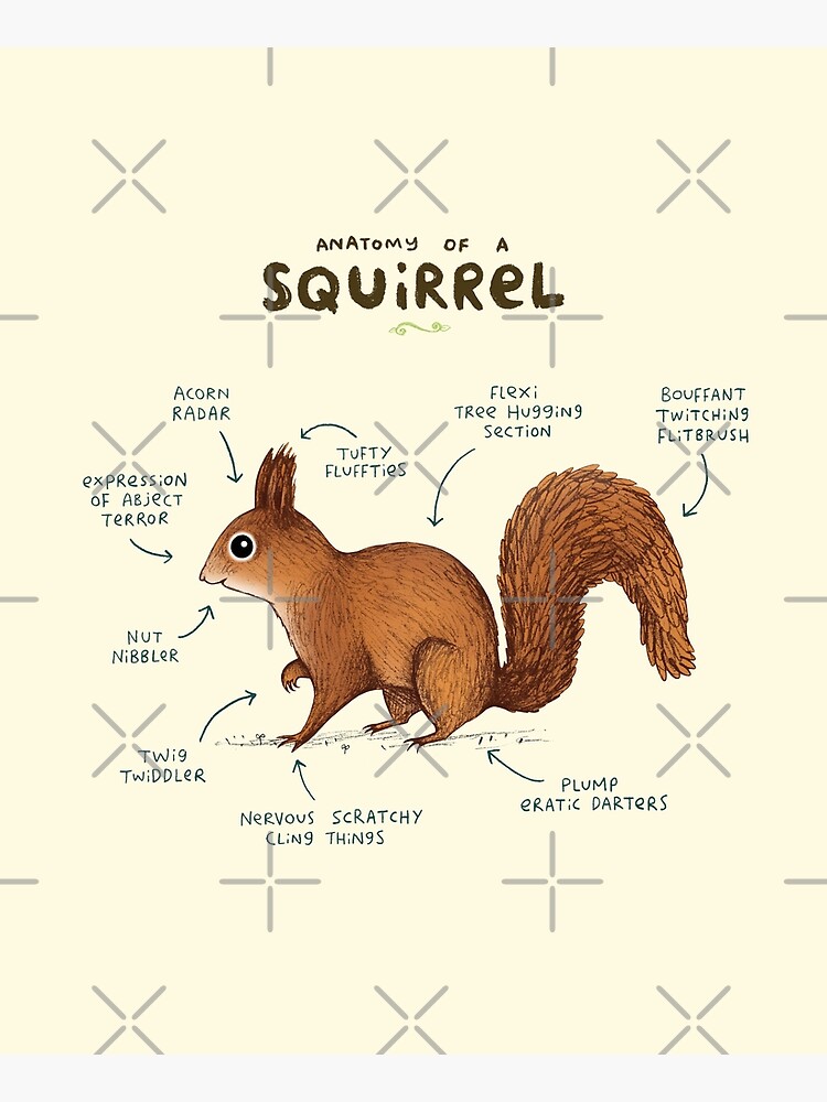 Anatomy of a Squirrel by SophieCorrigan