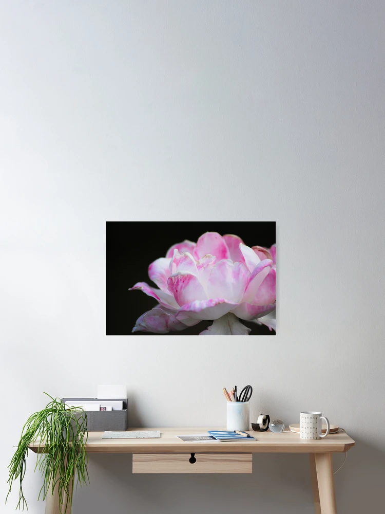 Thumbnail 2 of 3, Poster, Pink Pleasure designed and sold by Ravi Ghattamaneni.