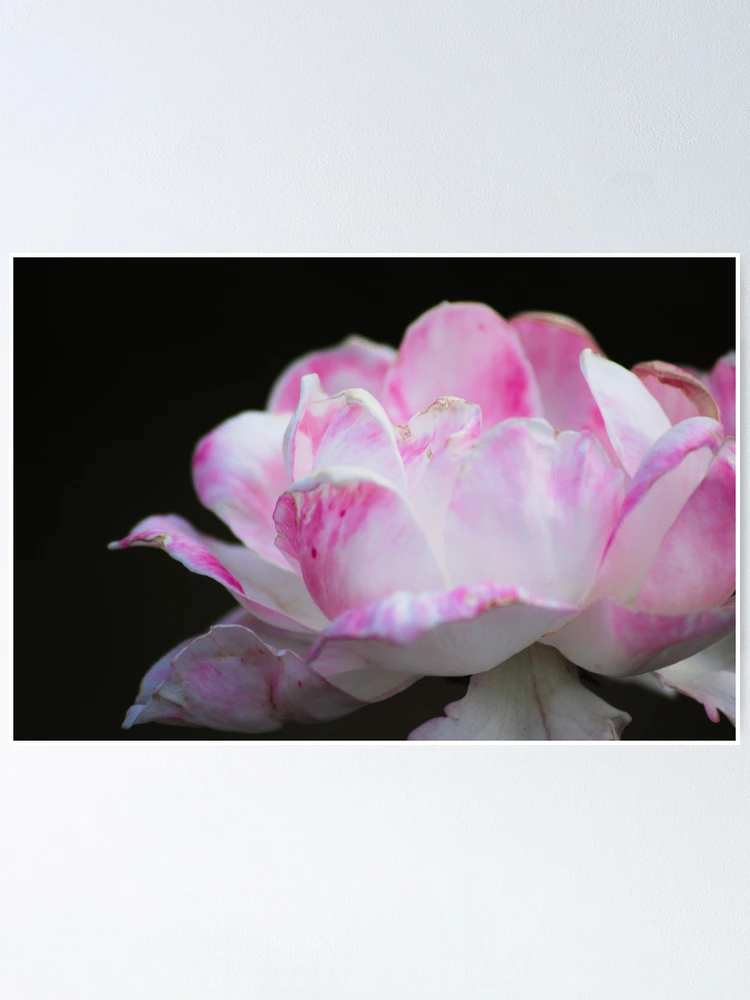Thumbnail 1 of 3, Poster, Pink Pleasure designed and sold by Ravi Ghattamaneni.