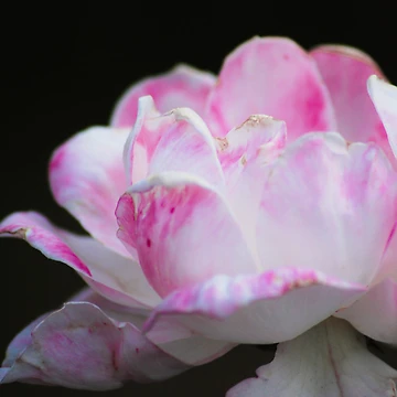 Artwork thumbnail, Pink Pleasure by Ravi Ghattamaneni