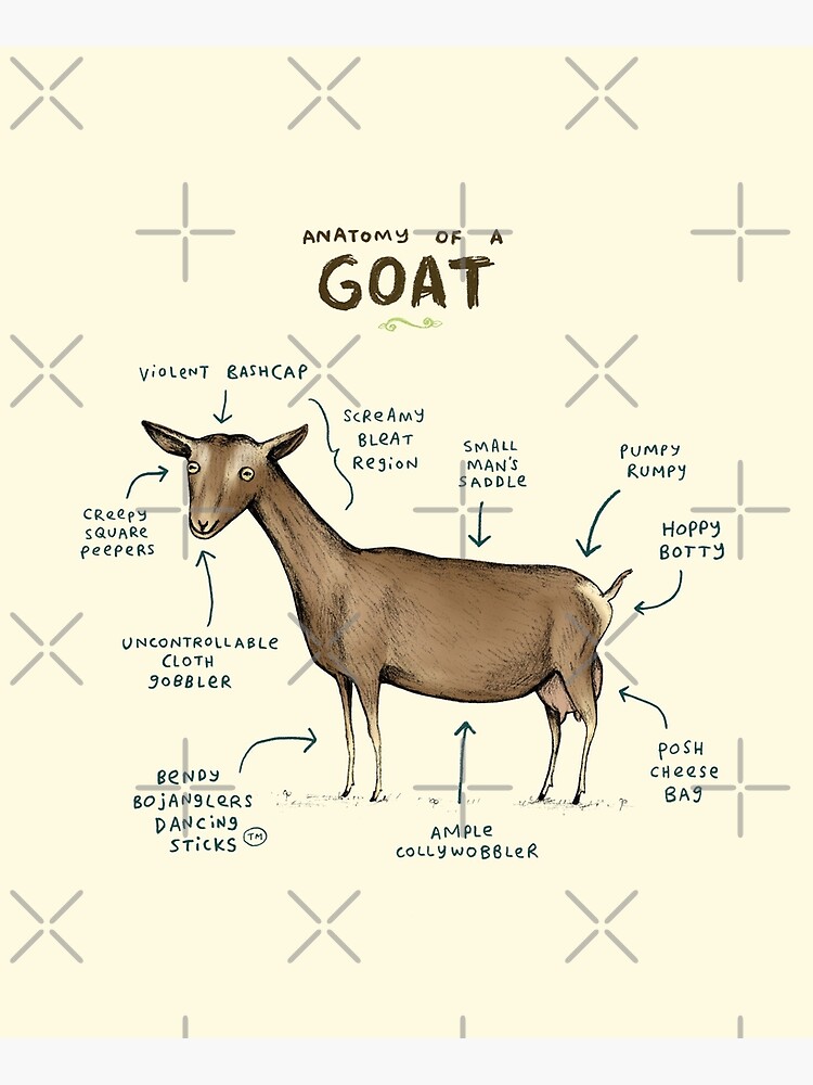 Anatomy of a Goat by SophieCorrigan