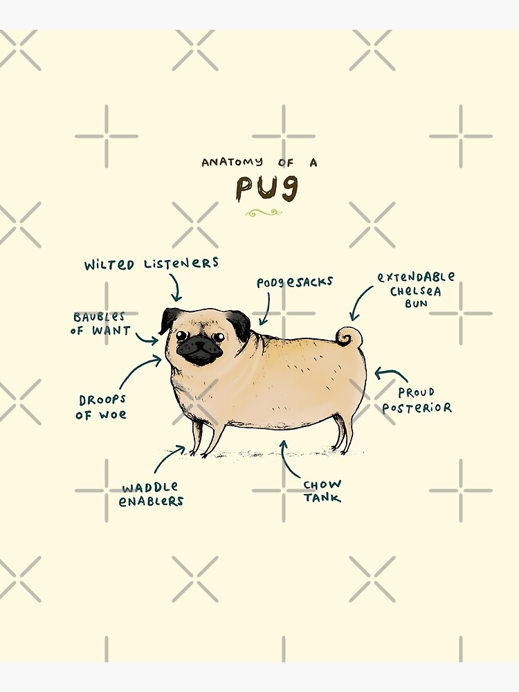 Anatomy of a Pug by SophieCorrigan