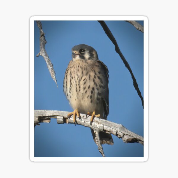 American Kestrel Perched on a Branch Sticker
