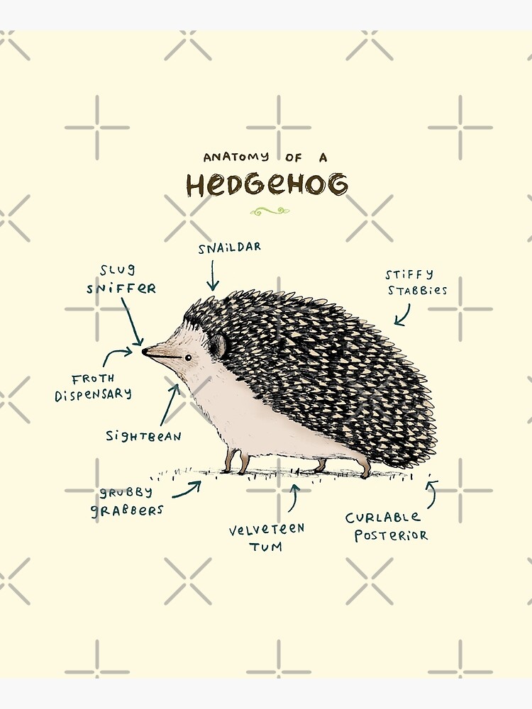Anatomy of a Hedgehog by SophieCorrigan