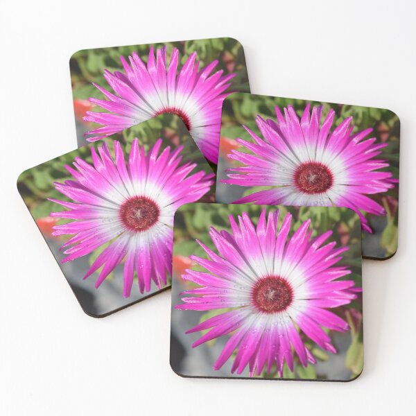 Item preview, Livingstone daisy designed and sold by Duane Evans.