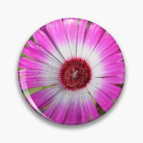 Item preview, Livingstone daisy designed and sold by Duane Evans.