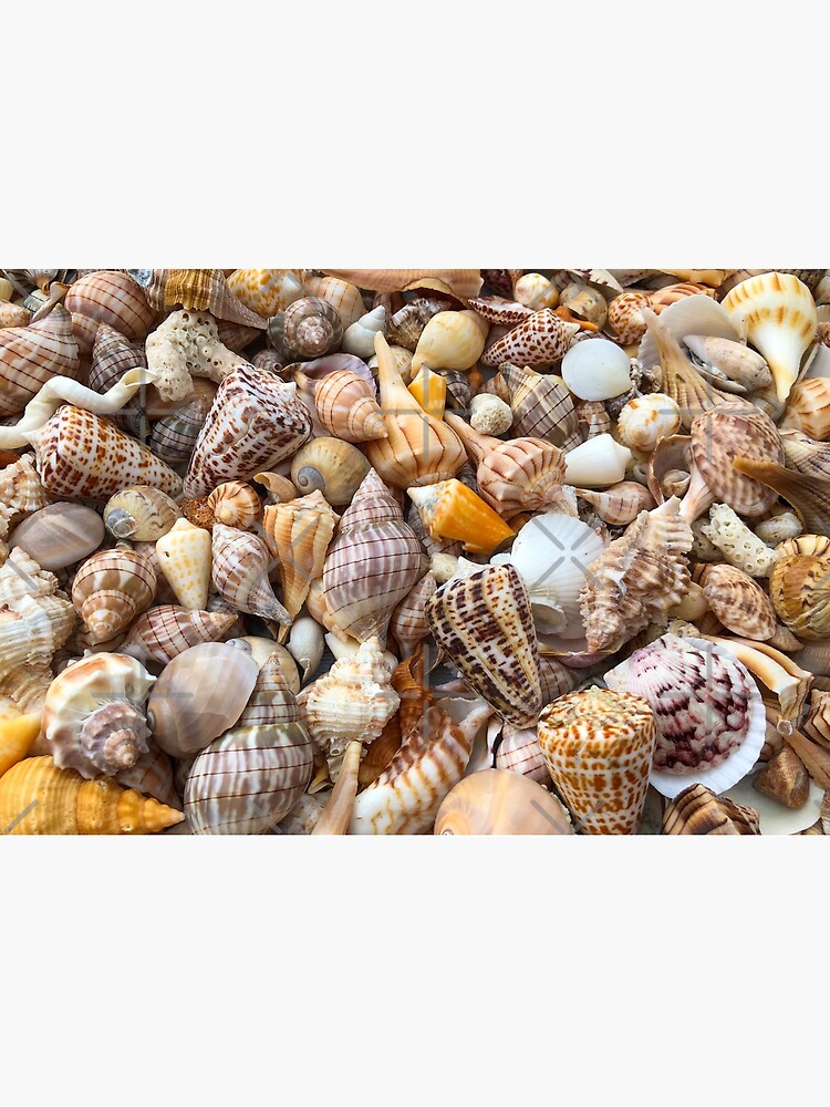 SHELL PARADISE by boesarts