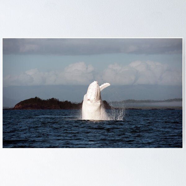 The Big White Whale Poster