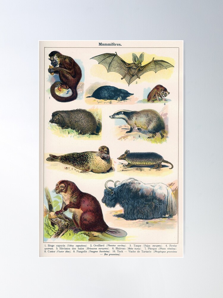 Free Animal Posters From Illustrated Larousse Dictionaries - Picture Box  Blue