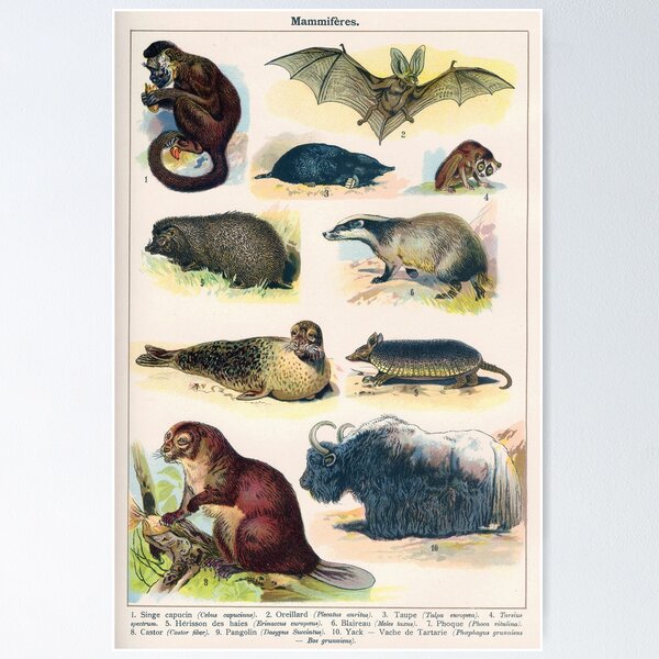 Item preview, Vintage french biology illustration - Quillet - Mammifères designed and sold by Gardenlibrary.