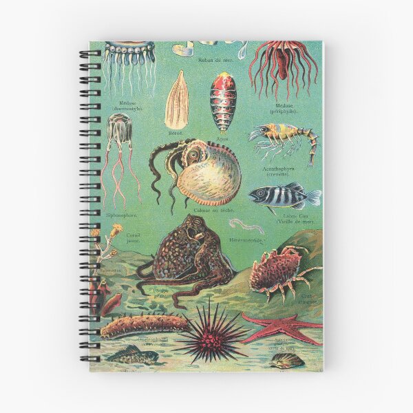 Item preview, Vintage french biology illustration - Quillet - Vie sous-marine designed and sold by Gardenlibrary.
