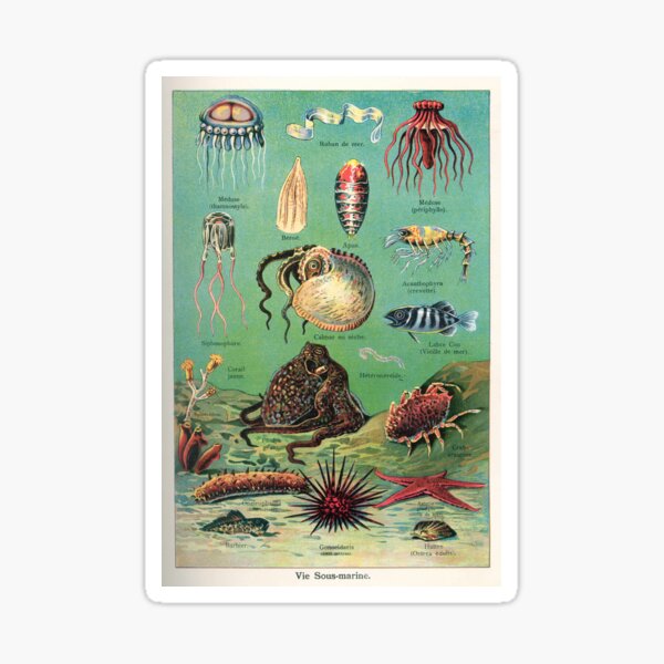 Vista previa del artículo con la obra «Ilustración de biología francesa vintage - Quillet - Vie sous-marine», diseñado y vendido por Gardenlibrary.