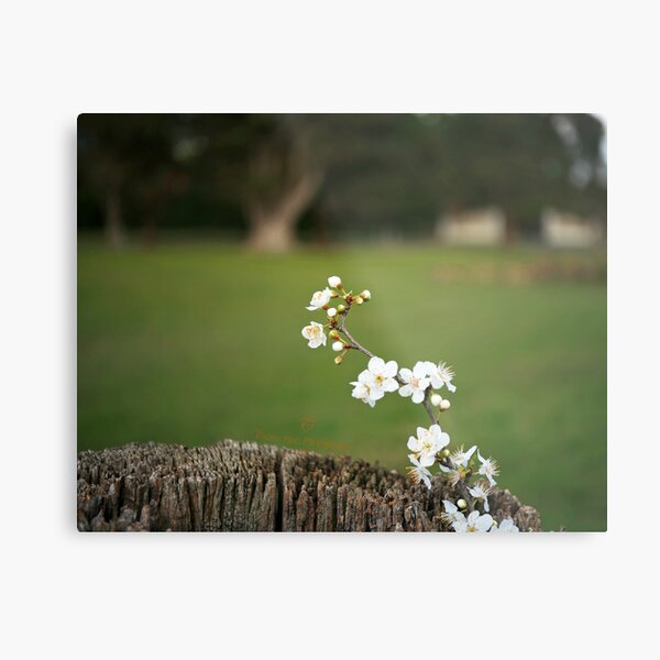 Industar 50mm (3) Metal Print