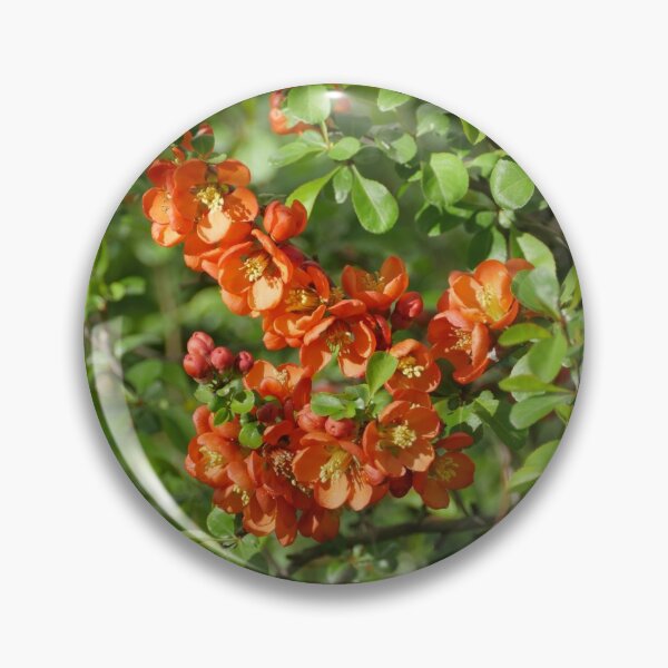 Item preview, red flowers of blooming quince designed and sold by mrivserg.