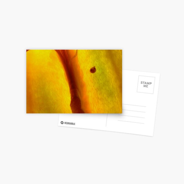 Différentiation Postcard