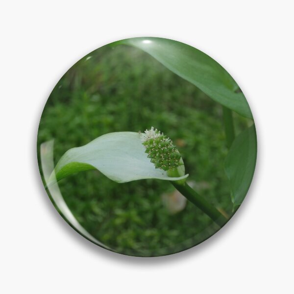 Item preview, marsh calla blooming designed and sold by mrivserg.