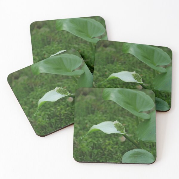 Item preview, marsh calla blooming designed and sold by mrivserg.