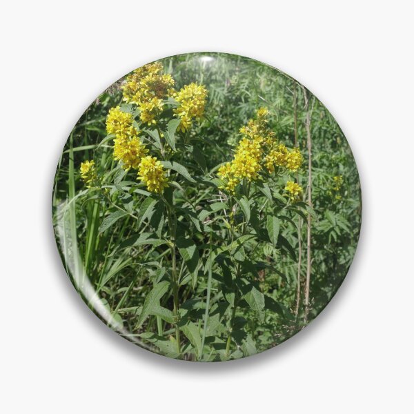 Item preview, yellow hypericum flowers  designed and sold by mrivserg.