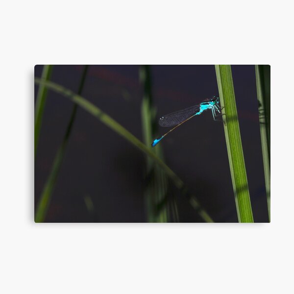 le monde des ombres Canvas Print