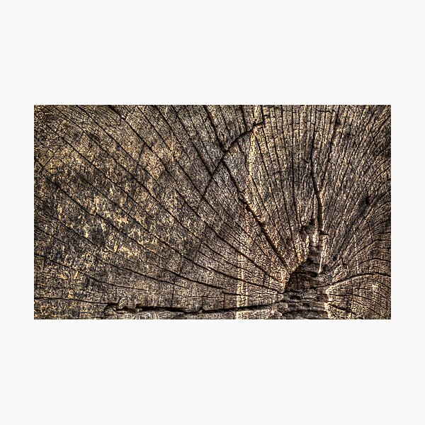 Artikelvorschau, What the Wood Remembers entworfen und verkauft von Adam Armstrong.