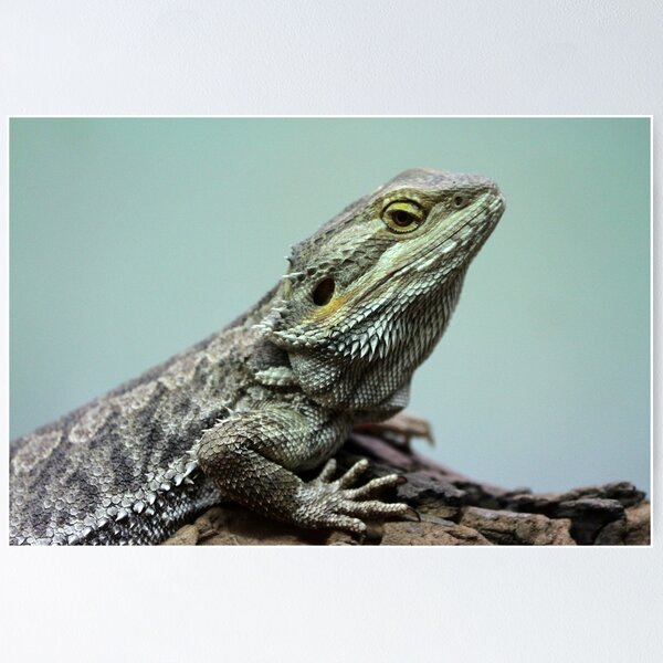 Item preview, Pogona designed and sold by annalisa56.