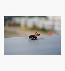 Insect Photographic Print