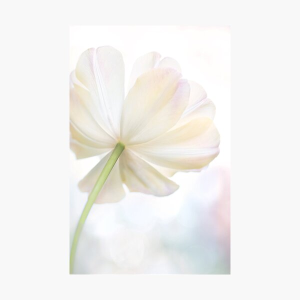White Tulip Photographic Print