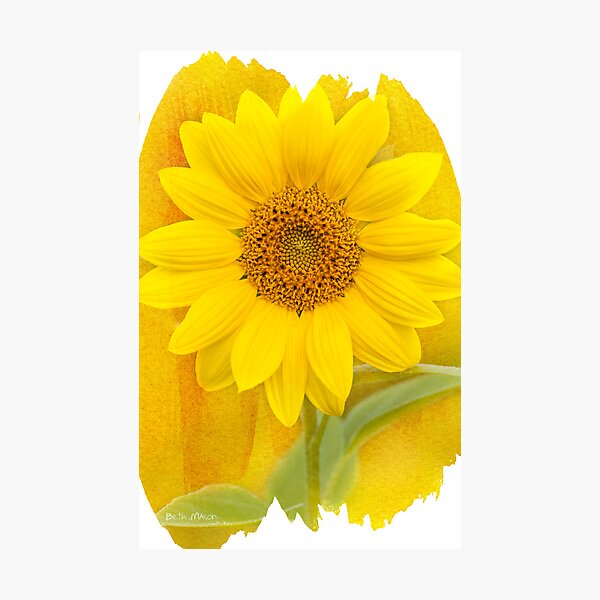 Yellow Sunshine Photographic Print