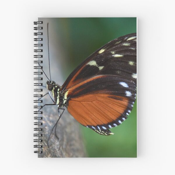 Item preview, A Tiger Longwing butterfly designed and sold by MikeCaffrey.
