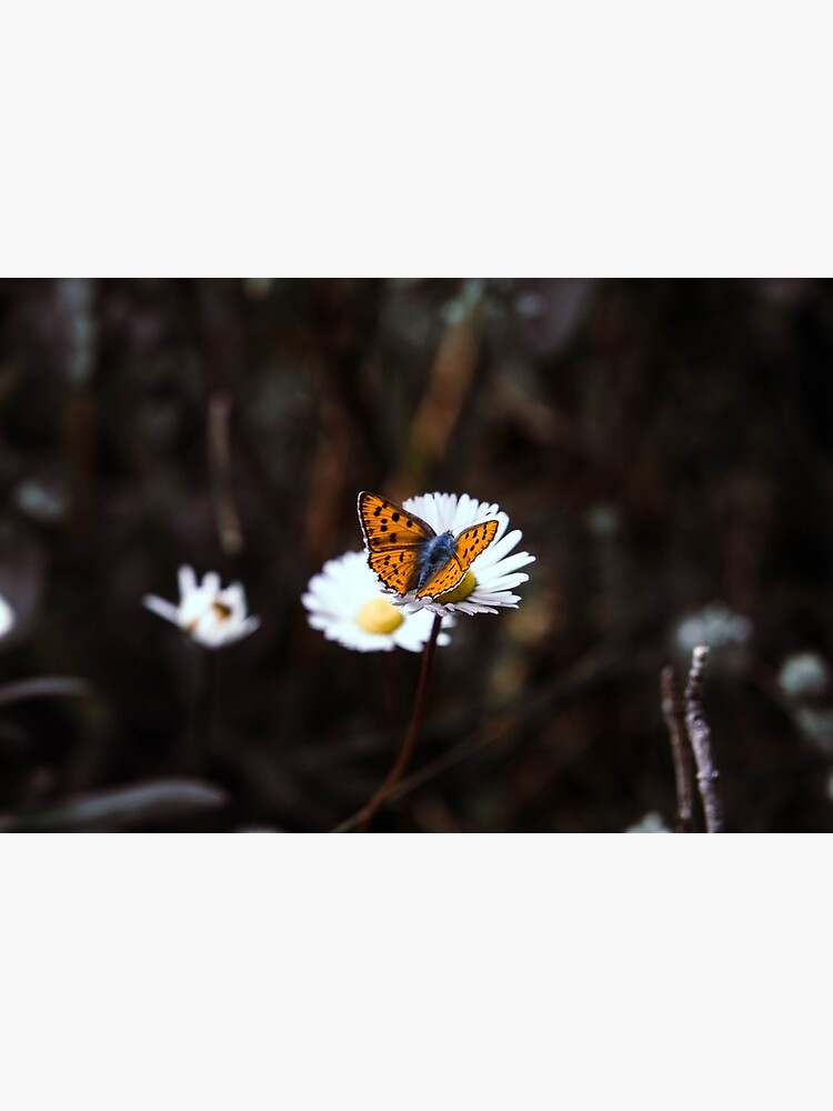 photography macro nature butterfly daisy flower picture art print home decor   Poster by MaMoAn