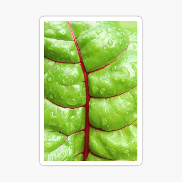 Swiss Chard Leaf Sticker