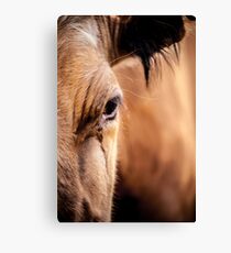 Bovine Canvas Print